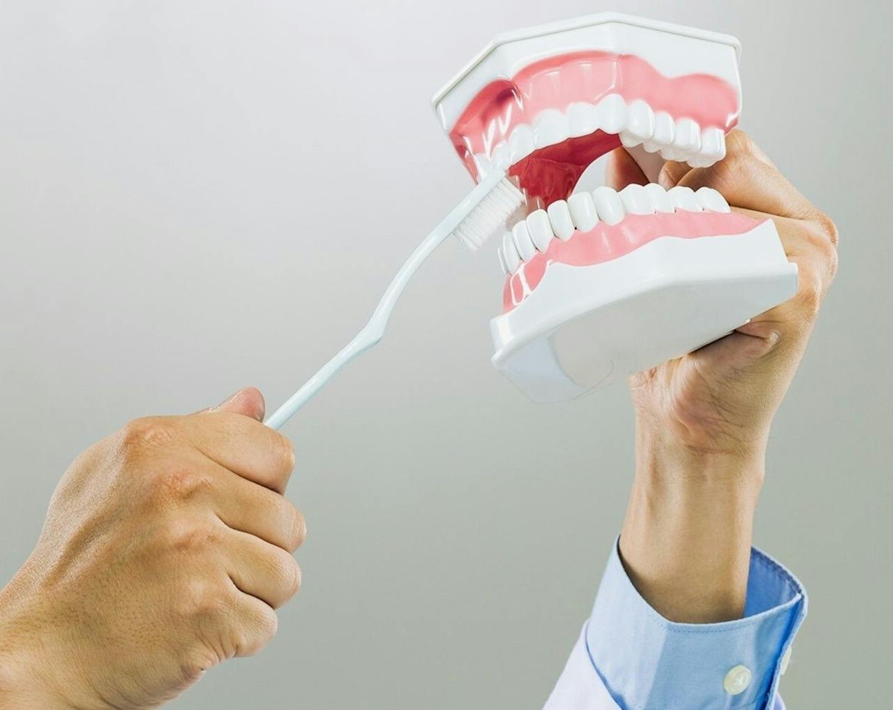 Services Close-up of hands demonstrating brushing on dental model for dentistry education.