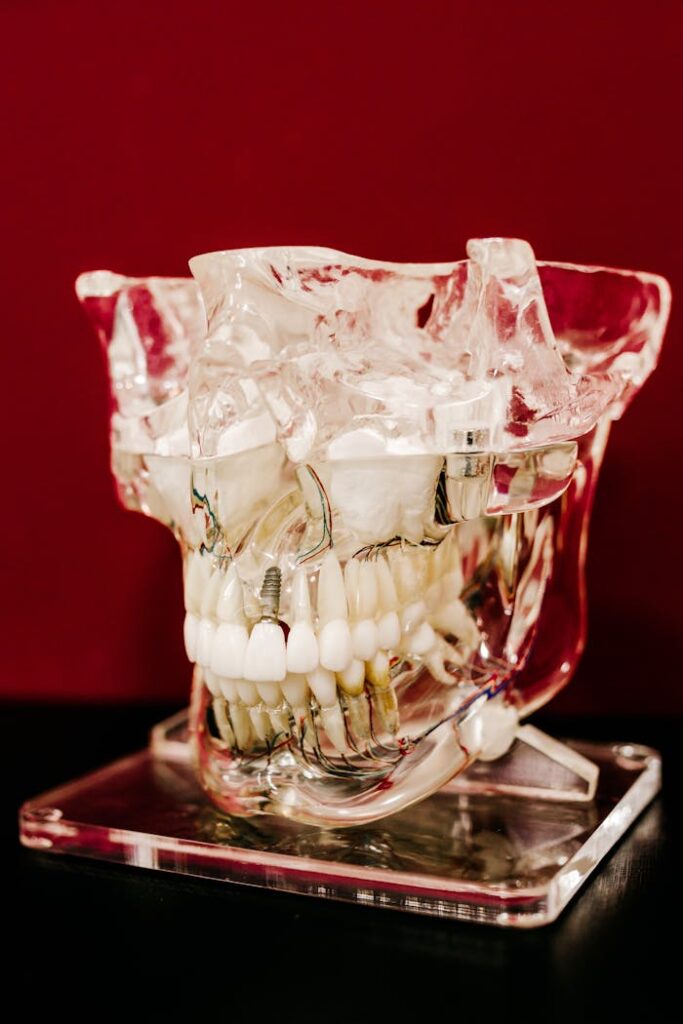 pexels-photo-4687908 Lower and upper jaw cast in glass frame on support on red background in clinic